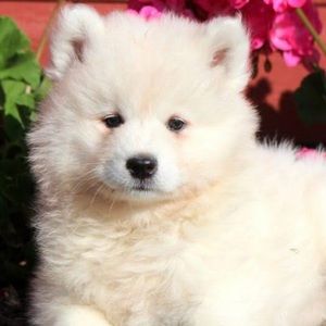 Meet your Posher, Thomas